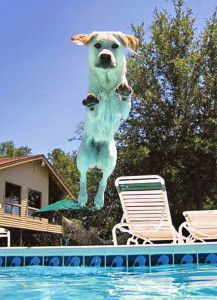 This 2014 photo provided by Judi Dunn shows her Labrador retriever Shayna jumping into the family pool at their home in Holiday, Fla. In keeping with Leap Year the AP took a look at some dog leaps and how pets survived them without major injury. Four dogs survive leaps over a canal, off a balcony, through a plate glass window and out of a moving car, pushing the meaning of Leap Year to new level but leaving behind a lot of cuts and bruises.(Judi Dunn via AP)