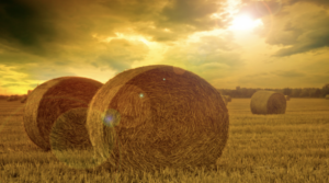 make hay while the sun shines