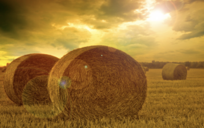 Make Hay While The Sun Shines