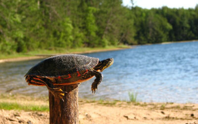 Turtle on a post