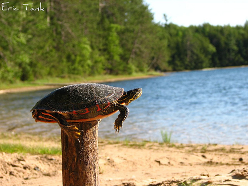 Turtle on a post
